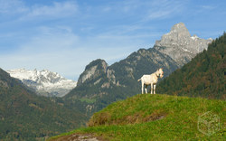 Alpenblick mit Ziege | Österreich