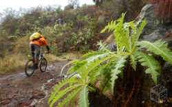 Mountainbiking in rainy conditions | Island of La Palma - Canary Islands - Spain