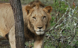 Lion in the nature / nature reserve | South Africa