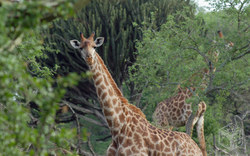 Giraffe im Naturreservat | Südafrika