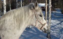 White horse | Sweden