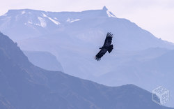 Condor at Colca Canyon | Peru