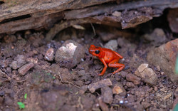 Strawberry poison-dart frog and ant | Costa Rica