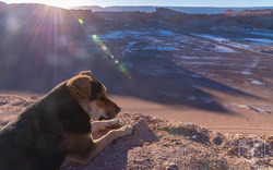 Stray dog | Atacama - Chile